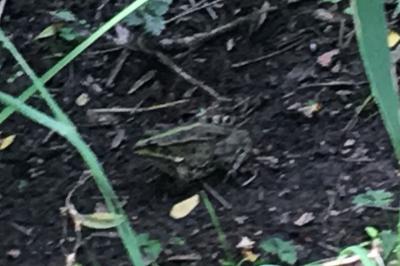 Grenouille verte  (<i>Pelophylax kl. esculentus</i>)