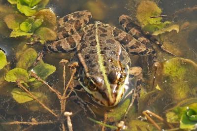 Grenouille verte  (<i>Pelophylax kl. esculentus</i>)