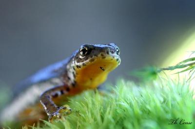 Ichthyosaura alpestris