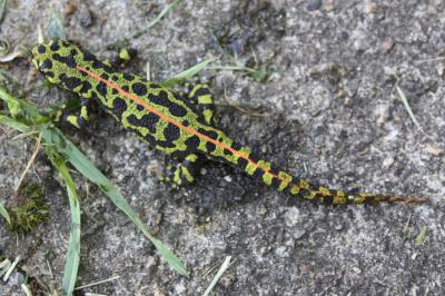 Triturus marmoratus