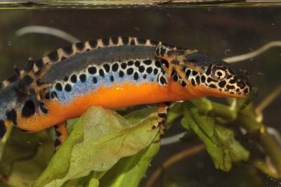 Ichthyosaura alpestris