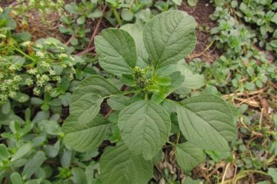 Amarante livide (<i>Amaranthus blitum</i>)