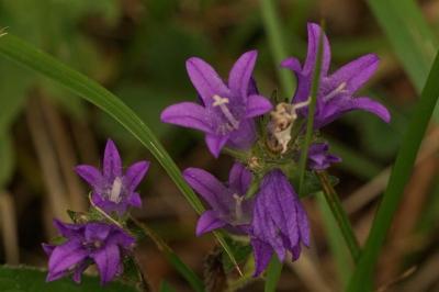 Campanule agglomérée (<i>Campanula glomerata</i>)
