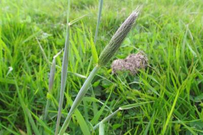Vulpin des prés (<i>Alopecurus pratensis</i>)