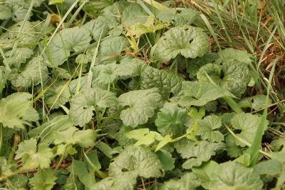 Glechoma hederacea