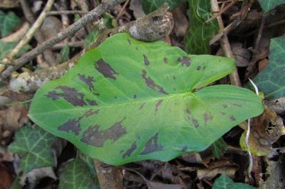Gouet tâcheté (<i>Arum maculatum</i>)
