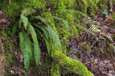 Blechnum en épi (<i>Struthiopteris spicant</i>)