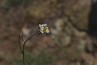 Arabette de thalius (<i>Arabidopsis thaliana</i>)