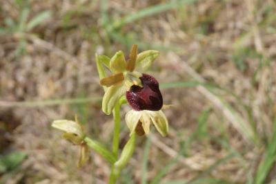 Ophrys araignée (<i>Ophrys aranifera</i>)
