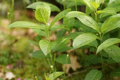 Mercurialis perennis