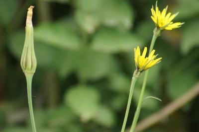 Tragopogon pratensis