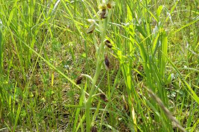 Ophrys araignée