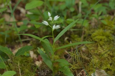 Céphalanthère à feuilles étroites (<i>Cephalanthera longifolia</i>)