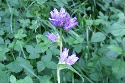 Campanule agglomérée (<i>Campanula glomerata</i>)