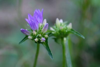 Campanule agglomérée (<i>Campanula glomerata</i>)
