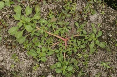 Amarante livide (<i>Amaranthus blitum</i>)