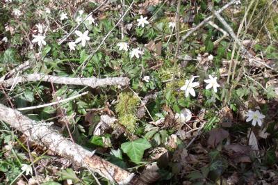 Anémone des bois