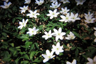 Anemone nemorosa