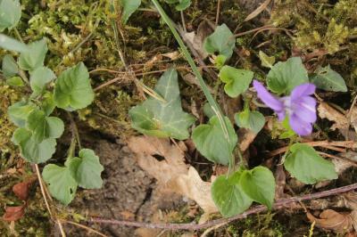 Violette des bois (<i>Viola reichenbachiana</i>)