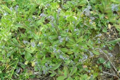 Myosotis rameux