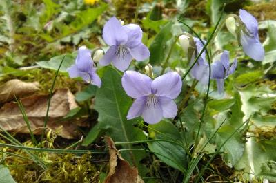 Violette des bois
