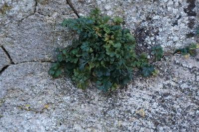 Doradille rue des murailles (<i>Asplenium ruta-muraria</i>)