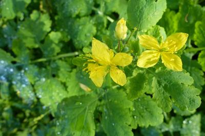 Grande chélidoine