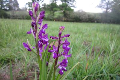 Orchis à fleurs lâches