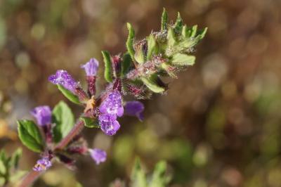Calament acinos (<i>Ziziphora acinos</i>)