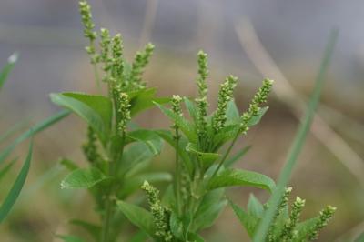 Mercurialis perennis