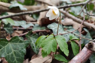 Anemone nemorosa