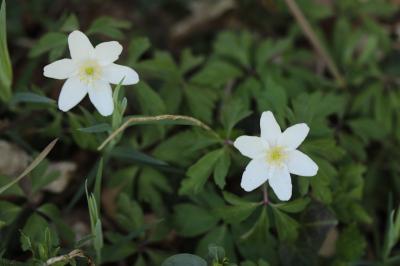 Anemone nemorosa