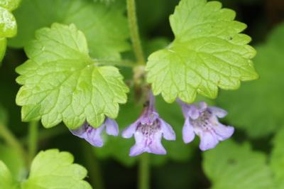 Glechoma hederacea