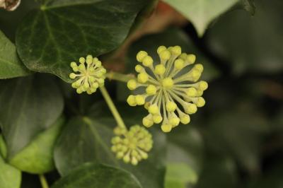 Hedera helix