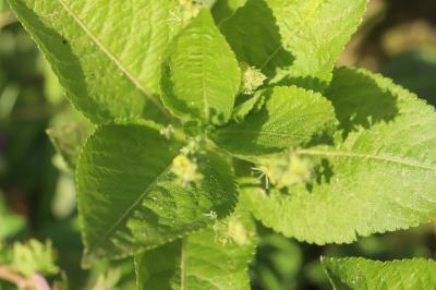 Mercurialis perennis