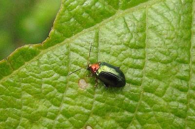 <i>Crepidodera aurata</i>