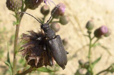 Stictoleptura scutellata