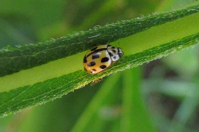 Propylea quatuordecimpunctata