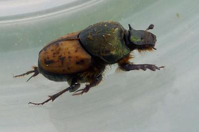 Onthophage vacca