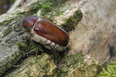 <i>Anoxia villosa</i>