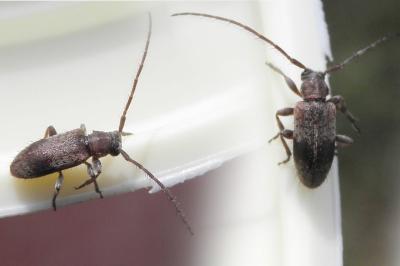 <i>Exocentrus punctipennis</i>