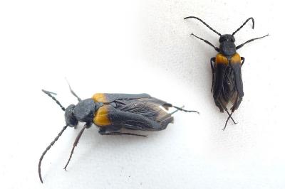 <i>Sitaris muralis</i>