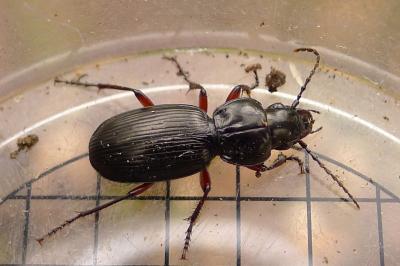<i>Pterostichus madidus</i>