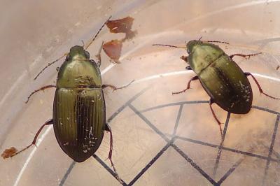 <i>Amara similata</i>