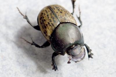 Onthophage vacca (<i>Onthophagus vacca</i>)