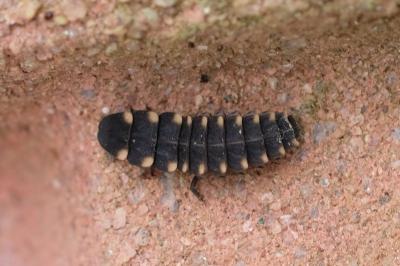 Ver luisant (<i>Lampyris noctiluca</i>)