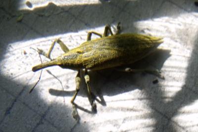 <i>Lixus iridis</i>