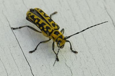 <i>Saperda scalaris</i>
