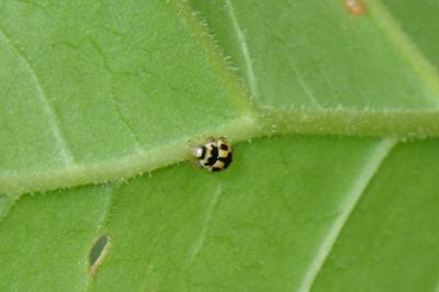 Propylea quatuordecimpunctata