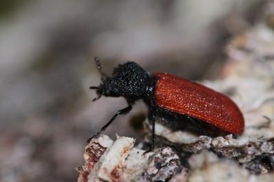 <i>Bostrichus capucinus</i>